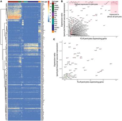 The Ion Channel and GPCR Toolkit of Brain Capillary Pericytes